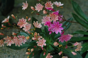 Lewisia cotyledon Regenbogen [ Rainbow]